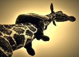 Bromba-Andreas_Giraffe-mit-Mann_2.4.web_