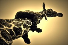 Der-Giraffenmann-von-Niendorf