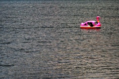 rosa-Schwan-in-Kawagutchi-ko_1.2