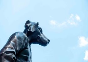 New York: In Manhattan tragen auch Hunde Anzüge