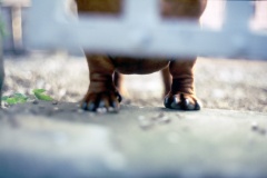 Stadt_v_unten_Wachhund_G05