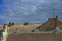 Voegel-auf-dem-Dach_1.2